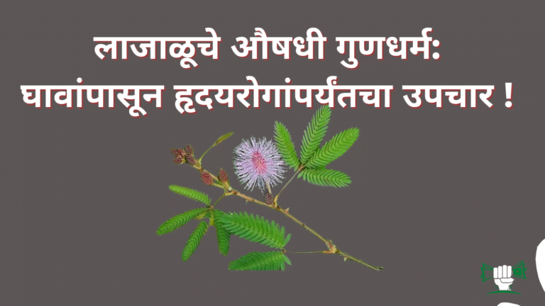 लाजाळूचे औषधी गुणधर्म