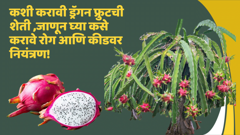 फ्रुटची शेती