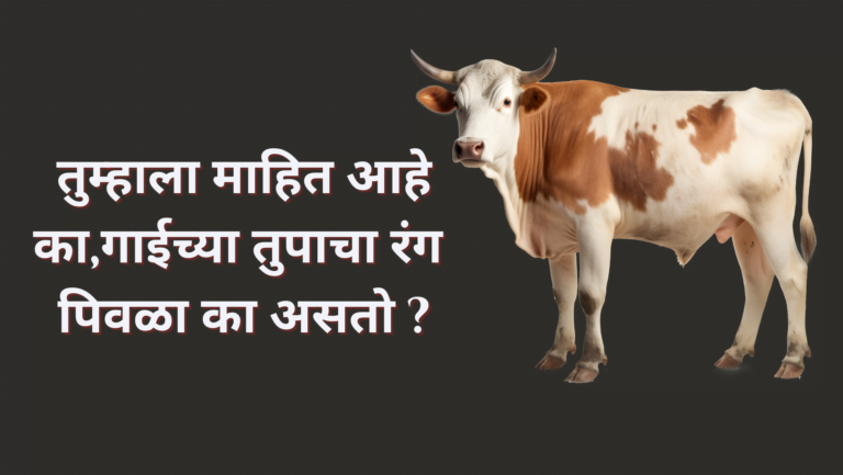 गाईच्या तुपाचे चमत्कारी फायदे