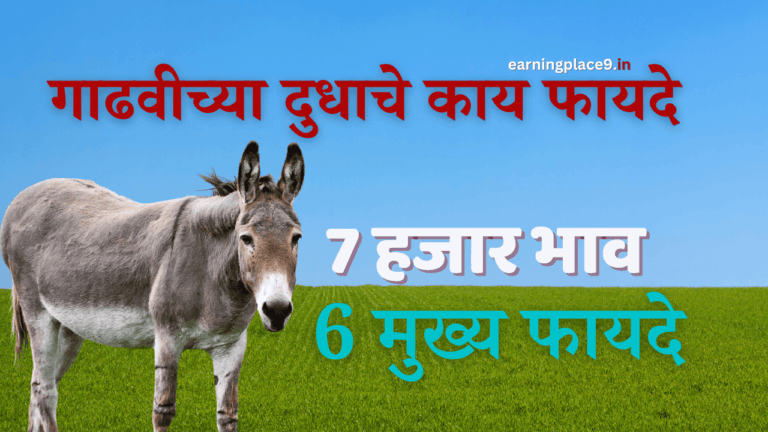 गाढवीच्या दुधाचे काय फायदे आहेत ?