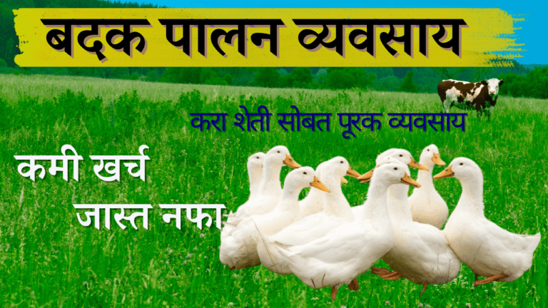 बदक पालन व्यवसाय